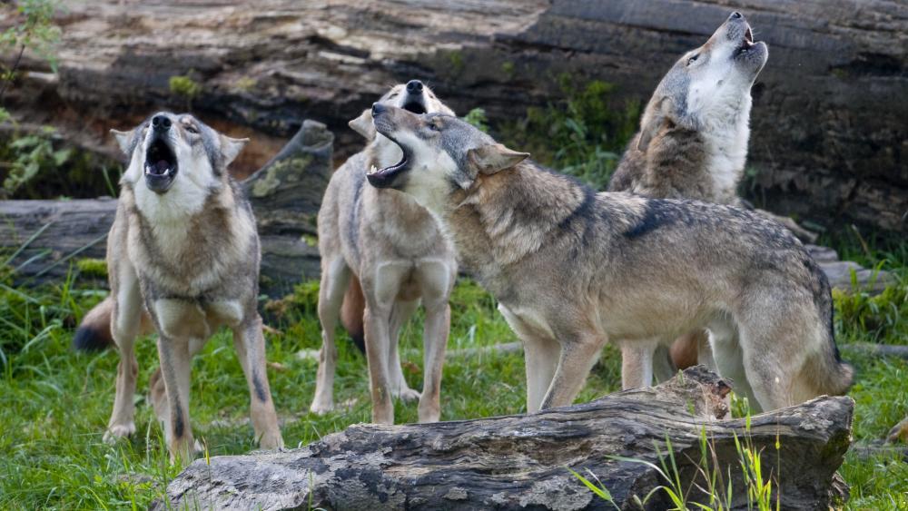 Beunruhigend So viele Wölfe streifen um und in Südtirol herum