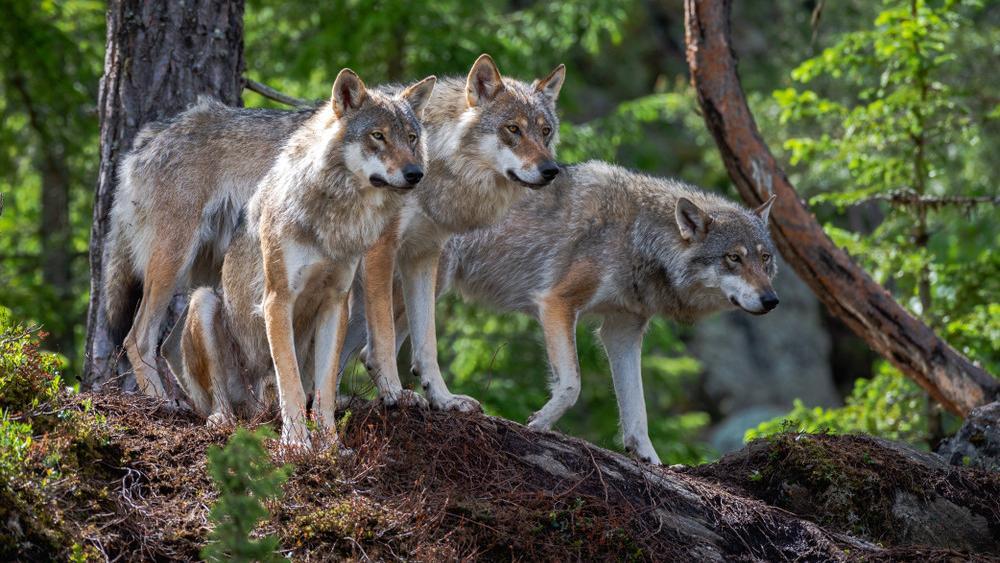 Abschuss Schicksal der 2 Trentiner Wölfe entscheidet sich am 14