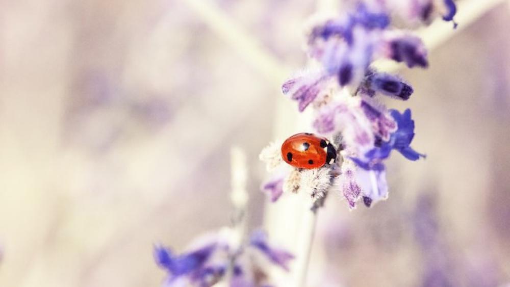 Naturnaher Garten und Balkon im Sommer