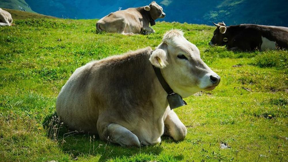 Almsaison 2026 – Sonderverwaltung BNR Alminteressentschaft Schluderns BERGL - Neuerungen
