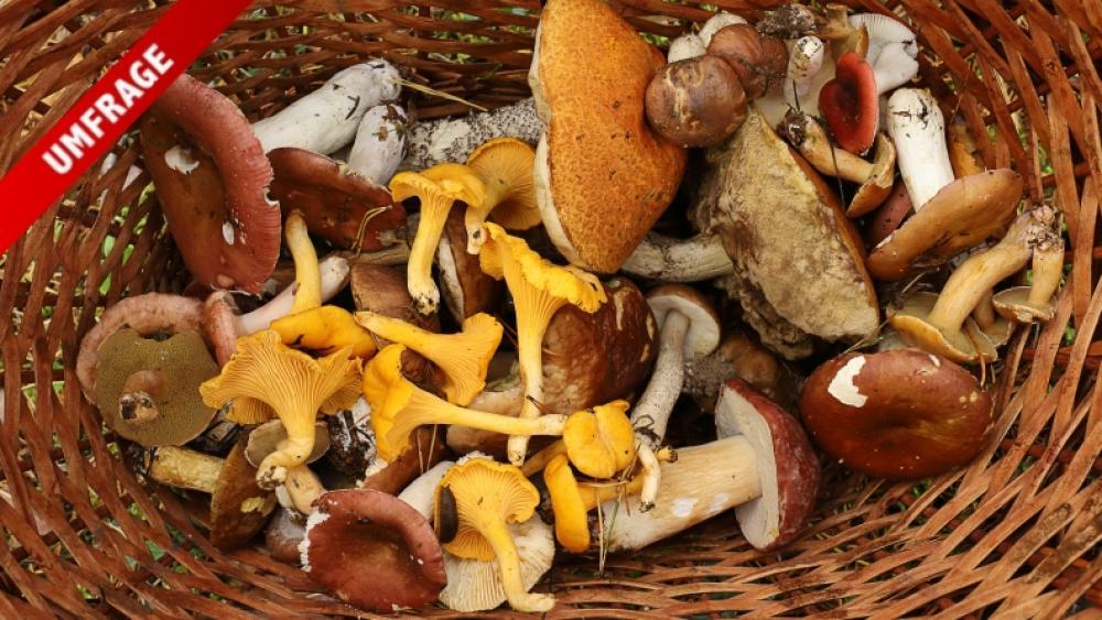Vorsicht beim Pilz-Verzehr