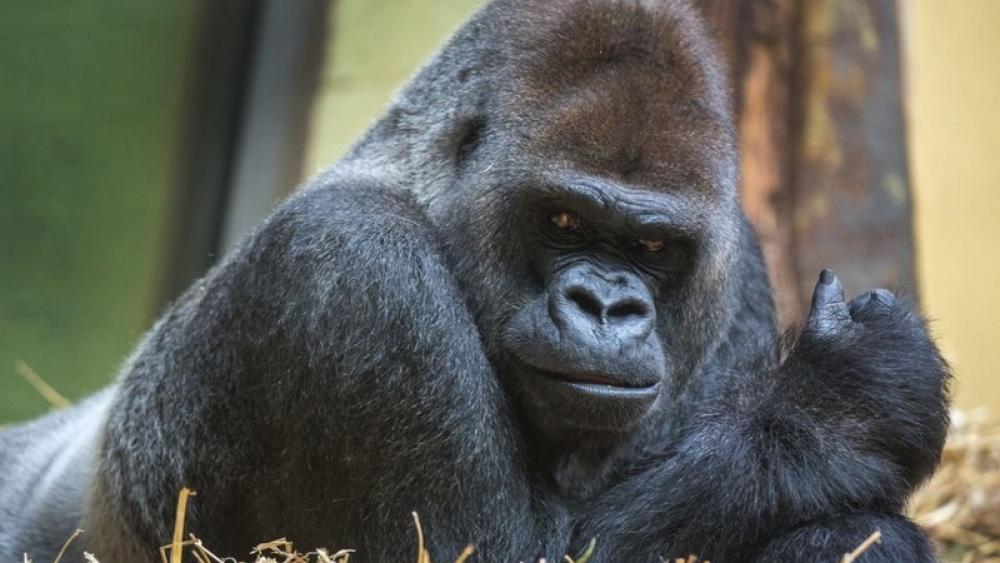 Zarter Riese GorillaSilberrücken N'Gola feiert 40. Geburtstag