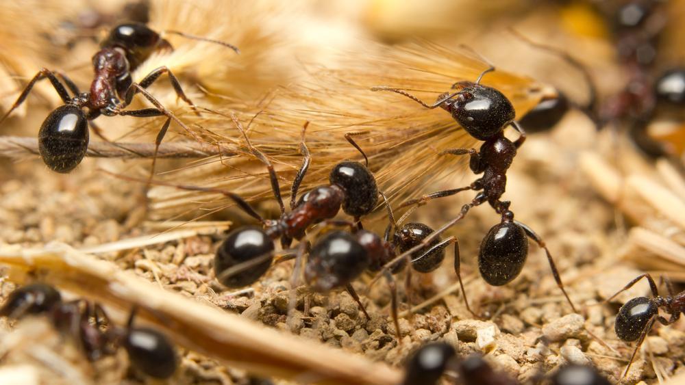 Ameisen im Garten mit Zitronenschalen vertreiben