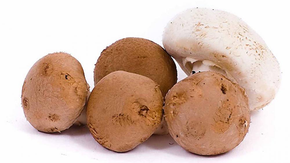 Besser braune oder weiße Champignons?