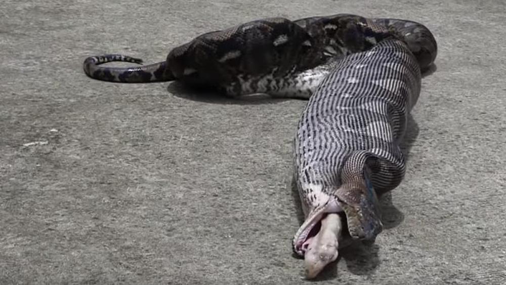 Python Stol Python verschlingt Katze - und würgt sie wieder aus - Panorama | stol.it