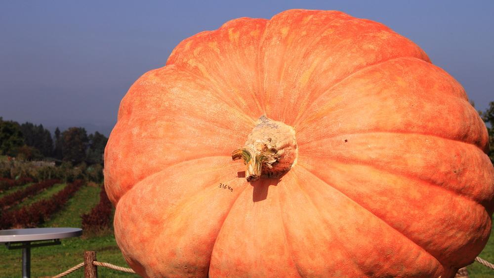 Essen und Trinken Was sind eigentlich Cucurbitacine?