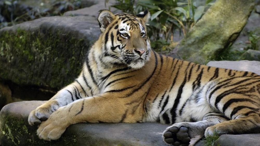 Sibirischer Tiger – Größte Raubkatze der Welt