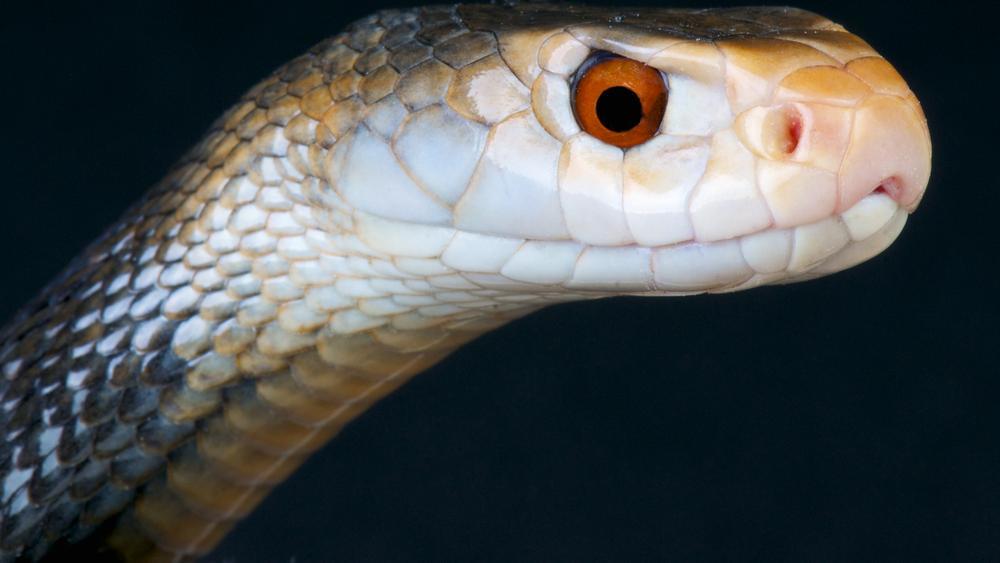 Die Giftigsten Schlangen Der Welt Mitten In Bozen