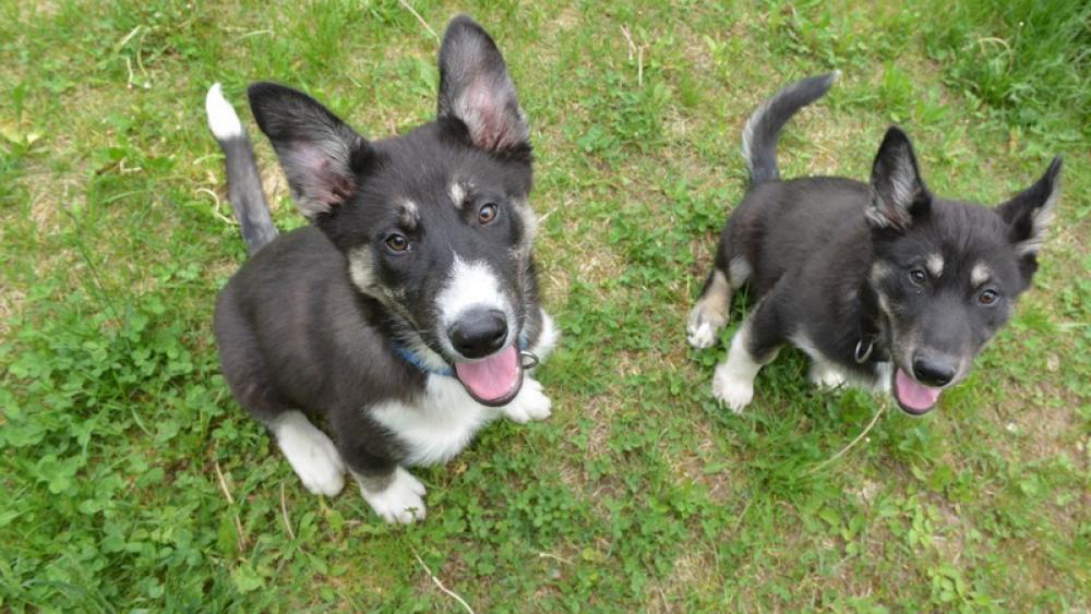 „Vom Tierheim zu dir heim“ Folge 2
