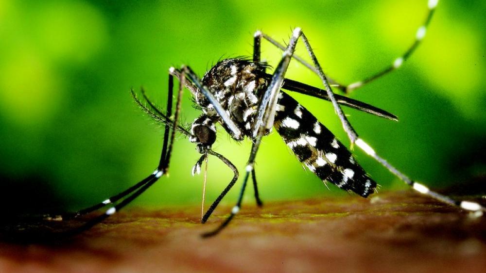 DengueFieber in Thailand Vorsicht ist geboten