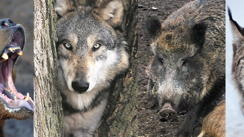 Wie leben mit Bären, Wölfen, Luchsen und Wildschweinen?