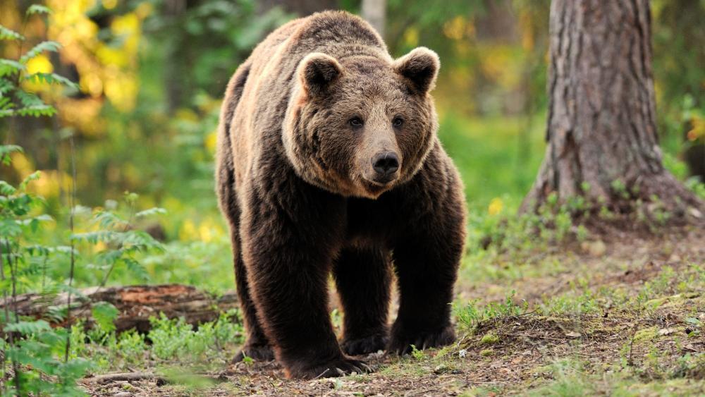 Bär verfolgt Wanderer