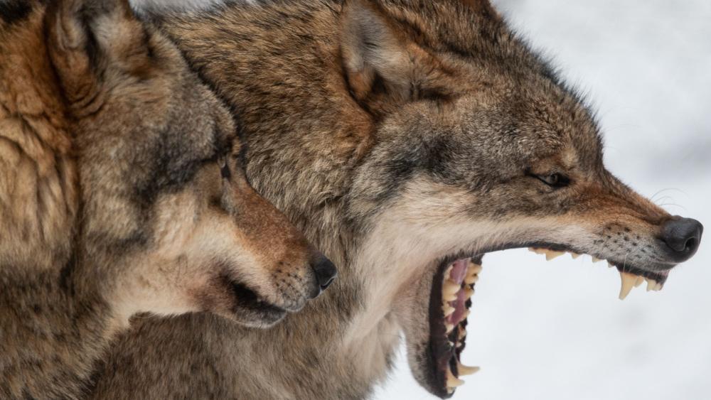 Wolf bringt Tierzucht ins Wanken