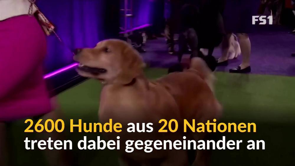Der schönste Hund der Welt