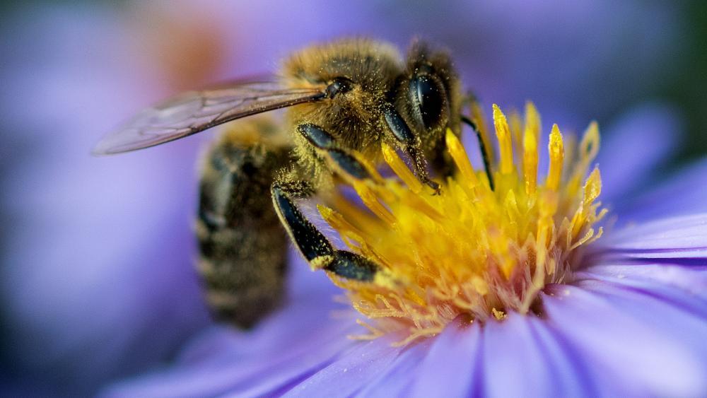 Verfr htes Fr hjahr birgt Gefahren f r die Bienen