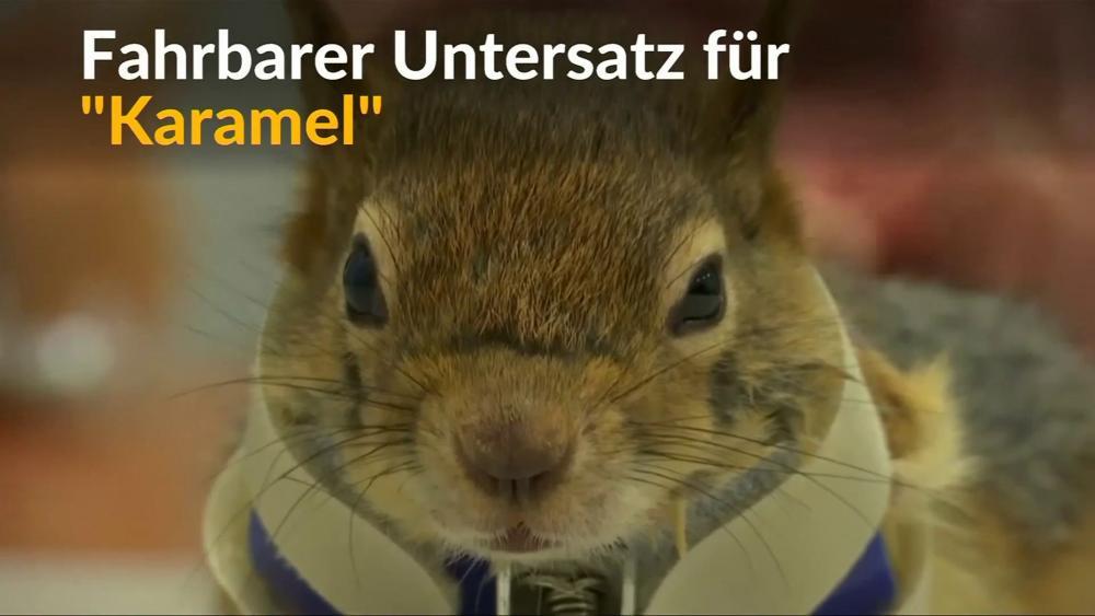 Verletztes Eichhörnchen mit RollProthese