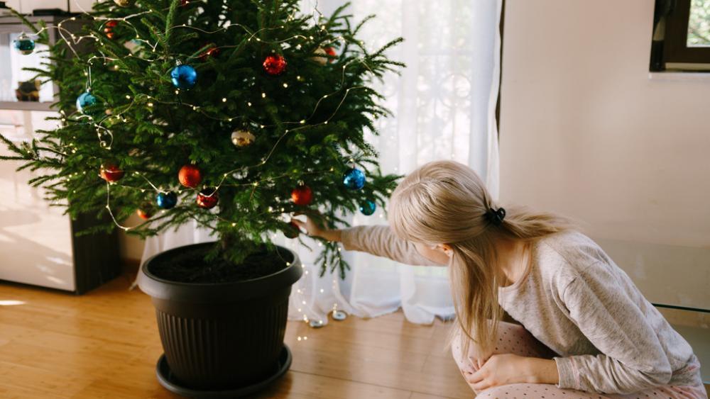 Frage vor dem Fest: Ist der Weihnachtsbaum im Topf nachhaltig?