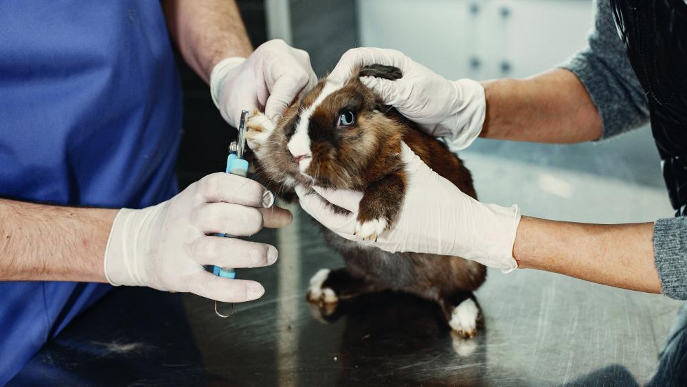 Wie Oft Muss Man Meerschweinchen Die Krallen Schneiden So schneiden Sie die Krallen richtig