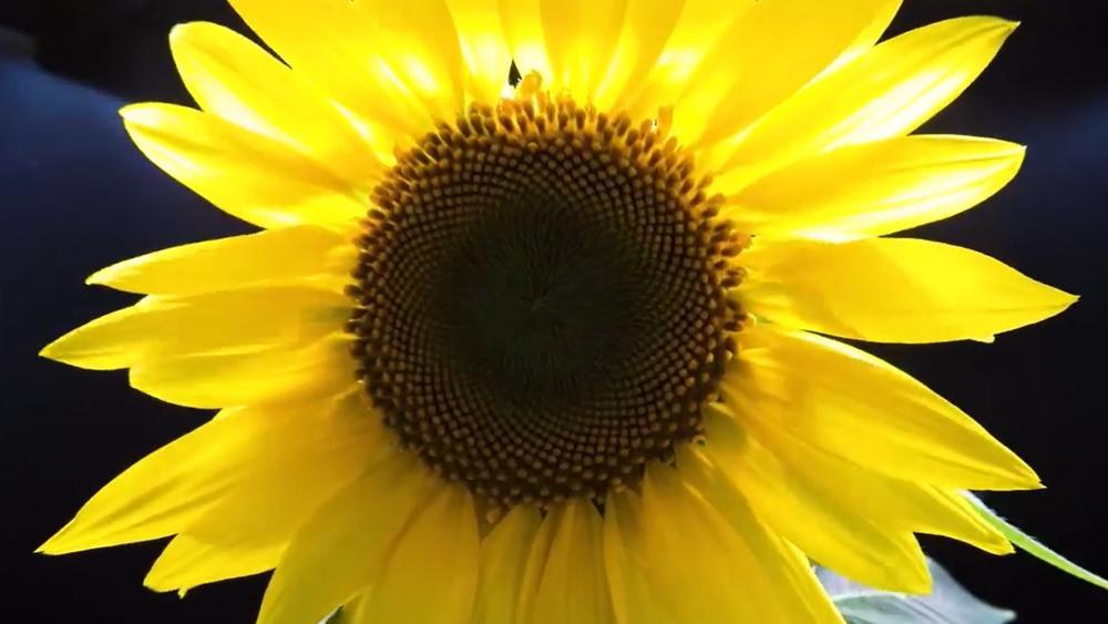 Zeitraffer So wächst eine Sonnenblume Videos stol.it