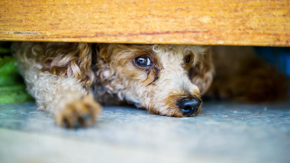 Gequ-lt-get-tet-Straftaten-gegen-Tiere-in-S-dtirol-nehmen-zu