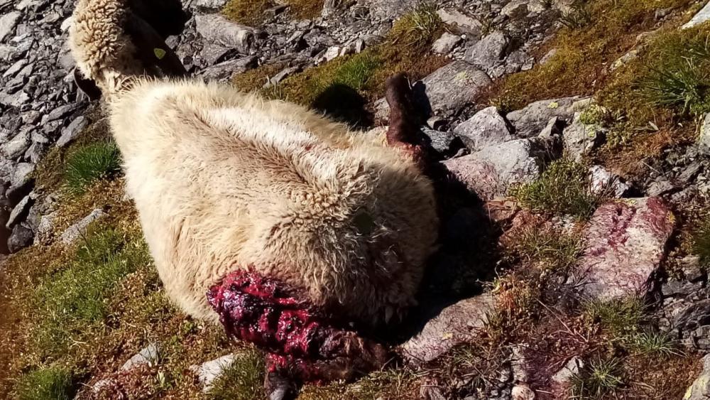 Wolf-bringt-einen-begeisterten-Schafz-chter-zur-Verzweiflung