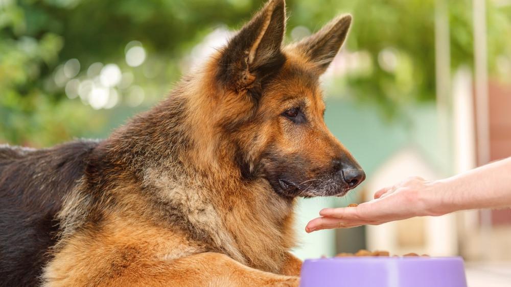 Mögen Hunde bestimmte Menschen? Das sagt die Wissenschaft