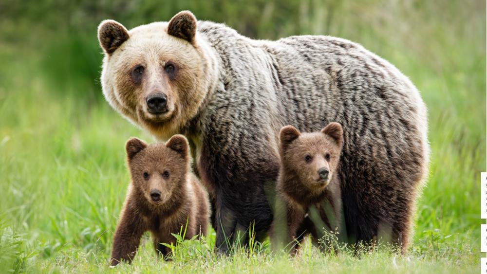 -Nur-mit-Sprung-ber-Zaun-vor-B-rin-gerettet-