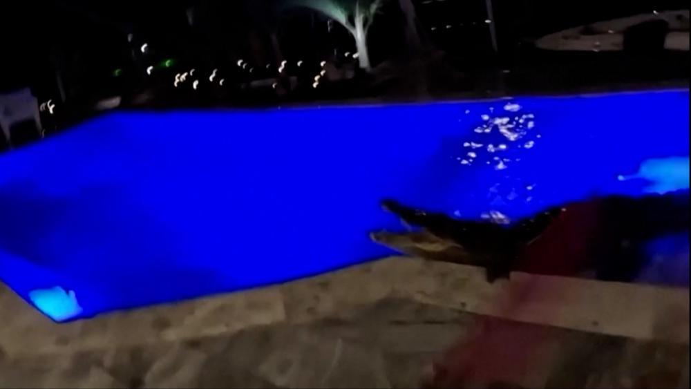 Hier planscht ein 3-Meter-Krokodil im Pool