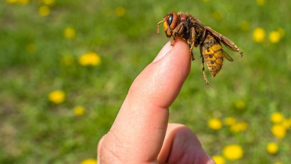 Wespen In diesem Jahr besonders viele und sie sind auffallend