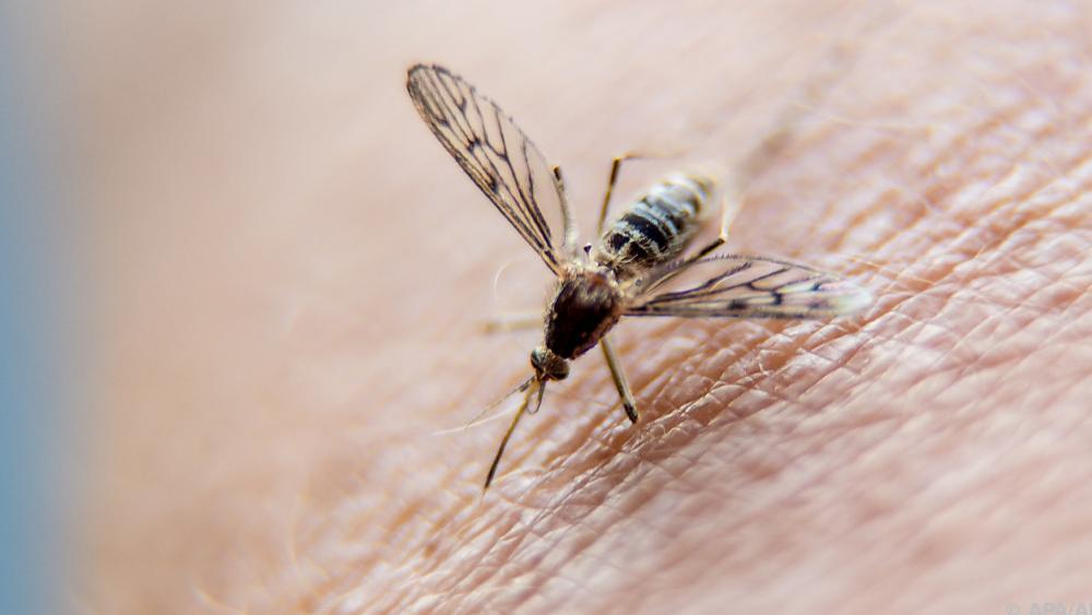 29.07.25   Italien: Lokale Dengue Fälle   Experten Klären Auf! - 1azml9b