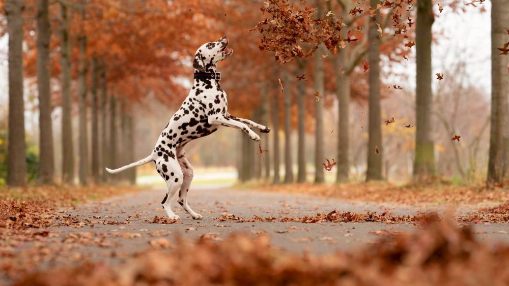 Hunde-im-Herbst-9-Tipps-f-r-Ihren-Vierbeiner