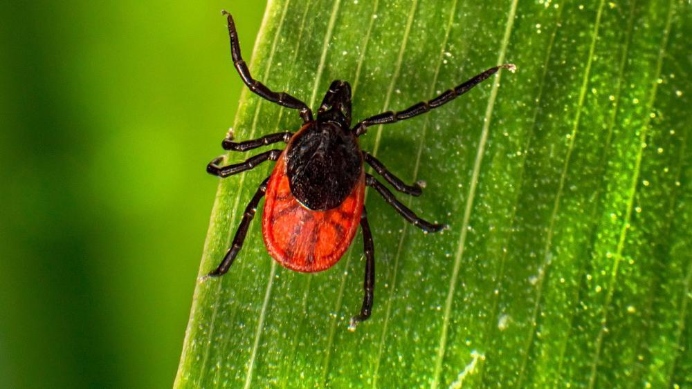 Zeckenschutz:  550 Südtiroler lassen sich impfen