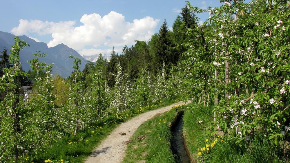 Mit Hanspaul Menara am Schenner  Waalweg bei Meran