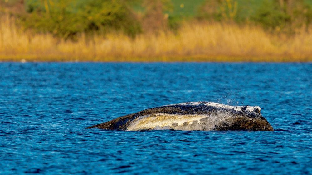 Wal liegt weiter vor Ostseeinsel Poel