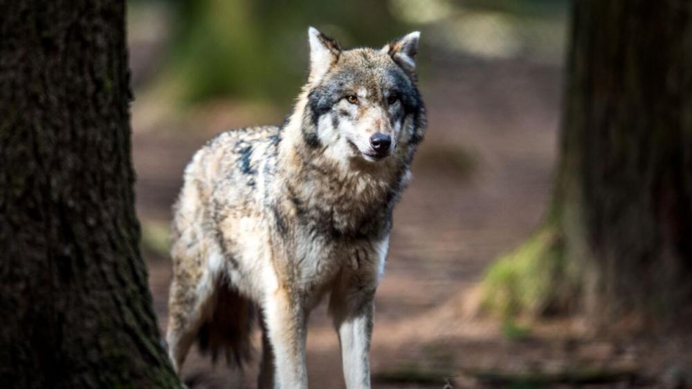 Sorge in Antholz: Wieder ein Wolf in Siedlungsnähe