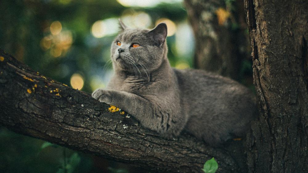 So gewöhnen Sie Katzen an den Freigang