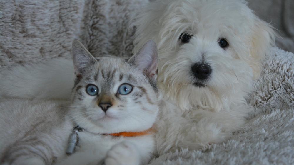 EU-Parlament: Hunde und Katzen in EU müssen gechippt werden