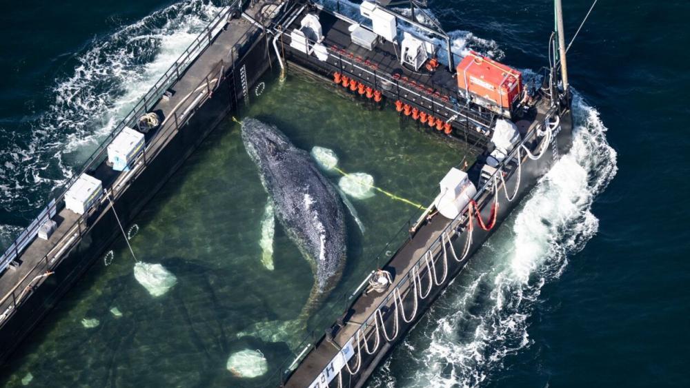 Wal auf dem Weg zur Nordsee: Hoher Wellengang für Freitag erwartet