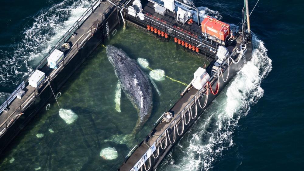 Keine Daten: Schicksal des Ostsee-Wals bleibt unklar