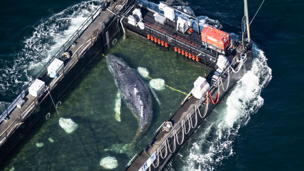 Traurige Gewissheit: Toter Wal vor Dänemark ist „Timmy“