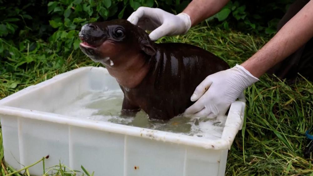 Berliner Zoo freut sich über Hippo-Baby