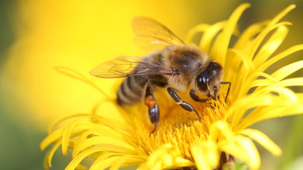 Eine Welt ohne Bienen? „Undenkbar“