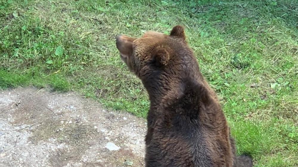 Braunbär Bruno: Vom Symbol der Wildnis zum Museumsstück
