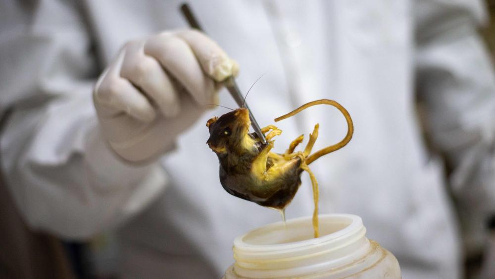 WHO: Keine Hinweise auf gefährliche Hantavirus-Mutation