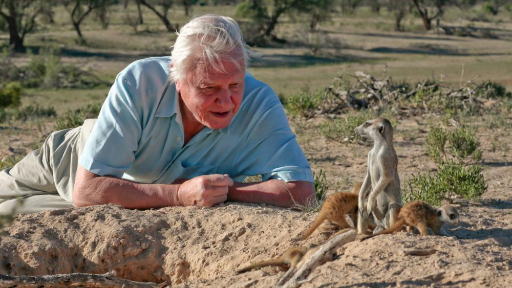 Sir David Attenborough:  Vermittler zwischen Mensch und Natur
