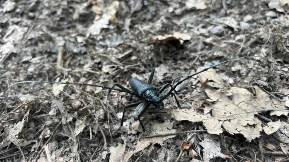 Citizen Science: Beobachtungen tragen zum Naturschutz bei