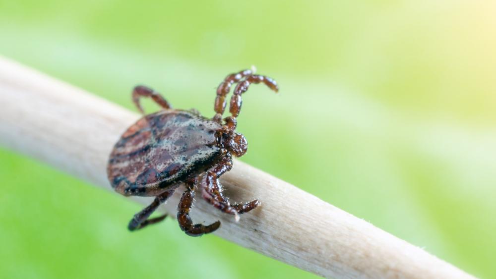 FSME-Impfung: Neue Termine im Juni