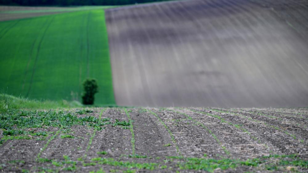 Trockenheit: Niederschläge verhindern  katastrophale Ernte in Österreich