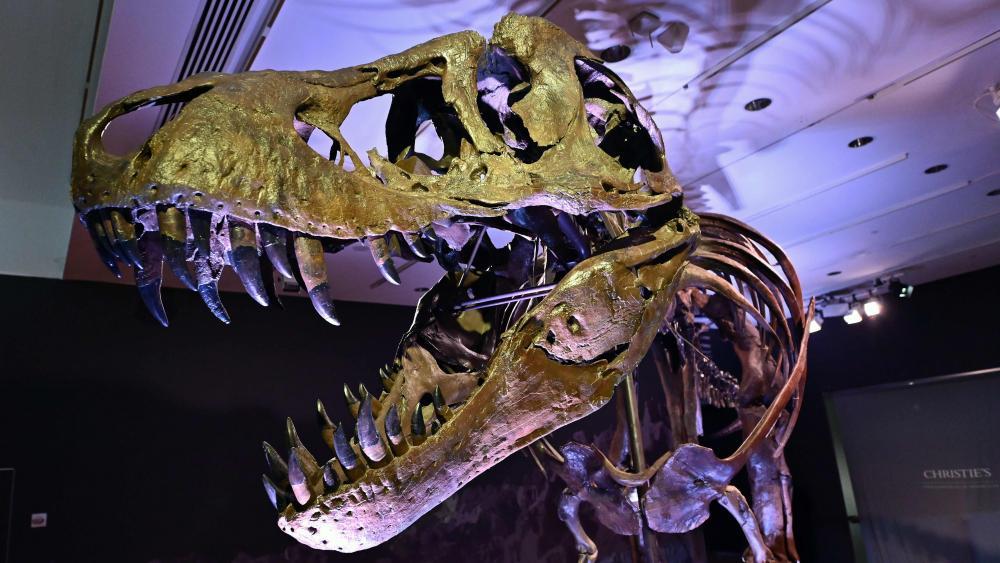 T-Rex-Skelett könnte bei Auktion um die 30 Millionen Dollar bringen