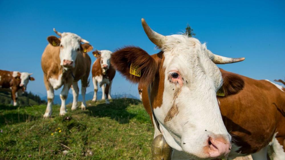 Tödliche Kuhattacke in Osttirol: War ein Hund schuld?